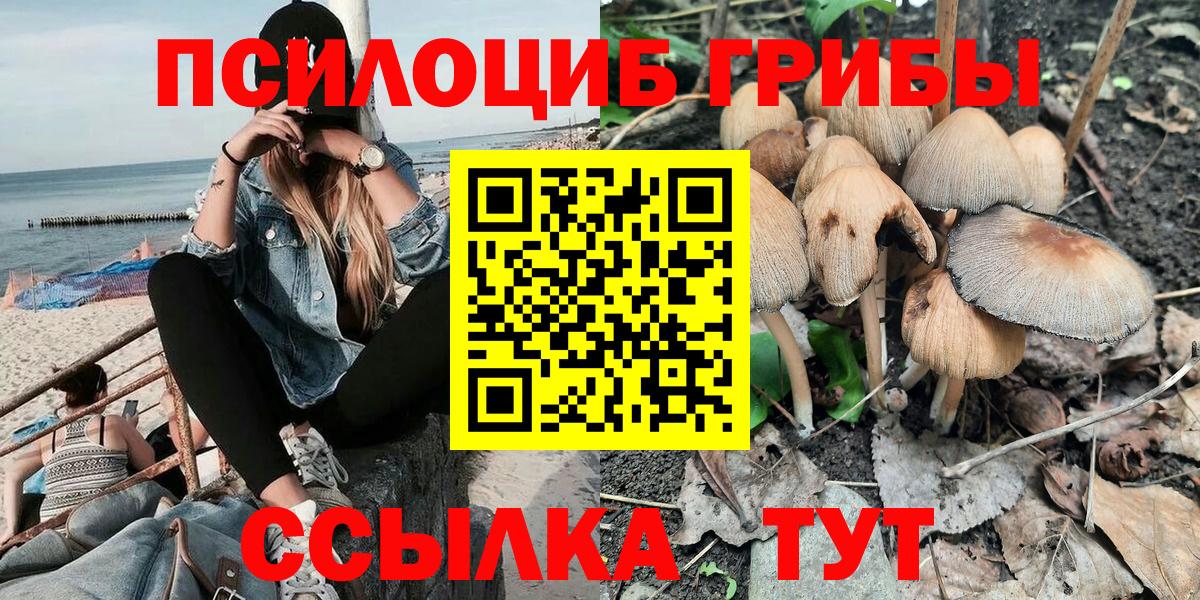 Кудрово  Псилоцибиновые грибы Psilocybine cubensis  Вход с VPN 